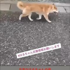 迷い犬【お願い】柴犬はるちゃんを捜しています