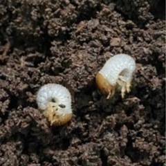 2.ヘラクレスオオカブト 幼虫2匹 セット 孵化時期:2023年...