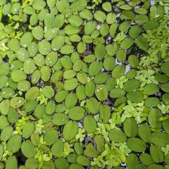 水草　サルビニアククラータ（浮草）　