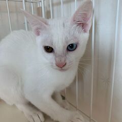 とても美人な白仔猫 4姉妹
