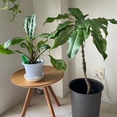 【観葉植物】鉢付き２点セット