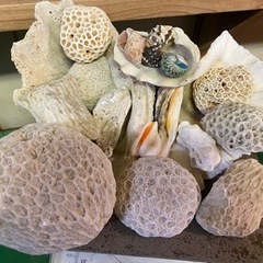 石垣島珊瑚