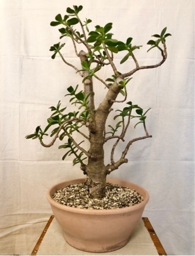 ※取引中【鉢植え】金のなる木（花月）