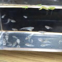 お取引中 みゆきメダカ 稚魚   30匹 500円