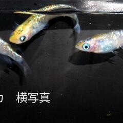 ✨メダカ✨　宮桜の稚魚、幼魚　10匹2000円　あと1名