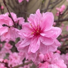 高さ約40cmサイズ　花桃の苗木
