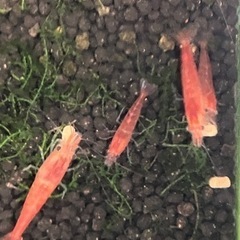 赤いミナミヌマエビ 15匹＋ウィローモス