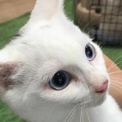 ブルーのお目々がとってもかわいい白猫♥ - 猫