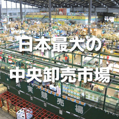 日本最大の中央卸売市場「大田市場」の見学と「東京港野鳥公園」の散...