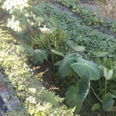 畑作業　家庭菜園　野菜作り　