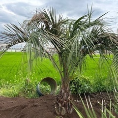 ココスヤシ🌴お手頃サイズ✨お安く🎶