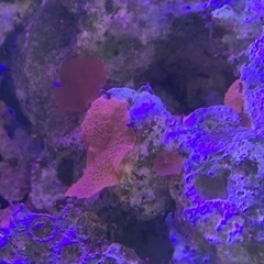ディスクレッド　サンゴ(海水)