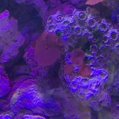 ディスクコーラルレッド　サンゴ(海水)