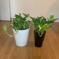 観葉植物　ポトス・IKEAプランター