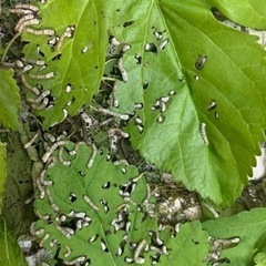 蚕⭐︎桑の葉飼育のカイコ幼虫