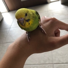 セキセイインコの画像