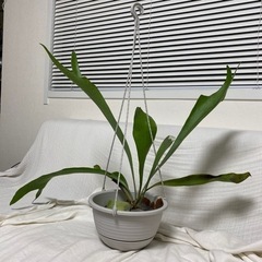 【観葉植物】ビカクシダ　コウモリラン　ビフルカツム