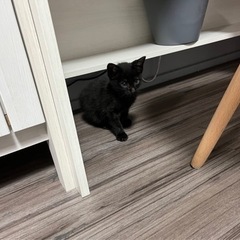 募集終了！応募頂いた方ありがとうございました。黒猫ちゃん🐈‍⬛里...