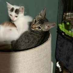 可愛い兄妹猫ちゃん達です．人慣れして抱っこ大好きちゃん達 − 千葉県