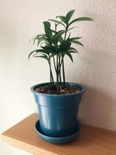 観葉植物　ナギ⑥　26cm　ブルーカラーの3.5号の鉢と受け皿付き