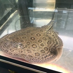 淡水エイ　エクセルコロンビアモトロ　オス　胎盤±25cm 淡水エイ エクセルコロンビアモトロ オス 胎盤±25cm