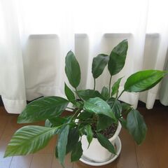 観葉植物♡スパティフィラム