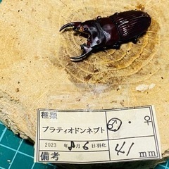 ⑥プラティオドンネブトクワガタ　新成虫ペアの販売