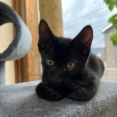 黒猫のエス(S)ちゃん　男の子　3ヶ月