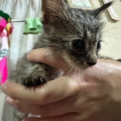 生後1ヶ月くらいのキジ猫♂甘えん坊兄弟