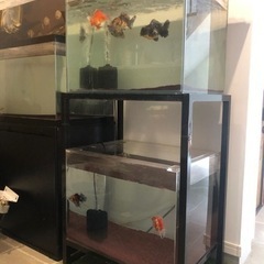 広島県 広島市のアクリル水槽の中古が安い！激安で譲ります  