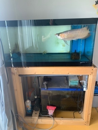 (決まりました)アクリル水槽　横1000×奥600×高さ500 of
