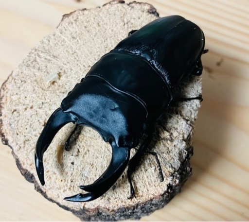オオクワガタ　新成虫　1オス2メス  能勢YG