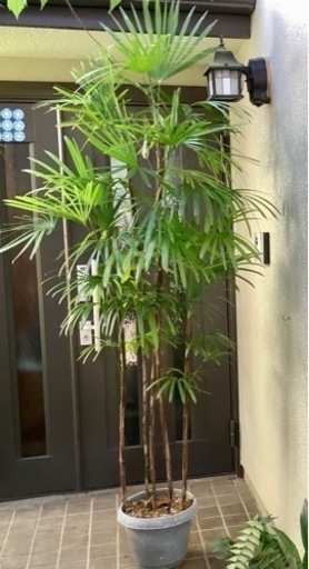 棕櫚竹(シュロチク)観葉植物5  5本立ち丈高