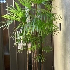 🪴棕櫚竹(シュロチク)観葉植物5  5本立ち丈高