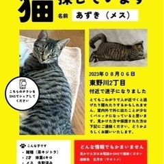 迷子猫　狛江市東野川にて脱走