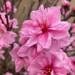 高さ約105cmサイズ　花桃の苗木