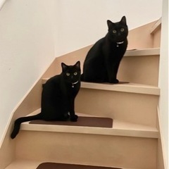 黒猫兄妹