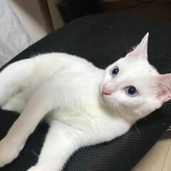 ブルーのお目々がとってもかわいい白猫♥ - 水戸市