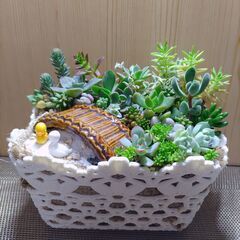 ★多肉植物寄せ植え 112★