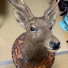 鹿　剥製　10,000円