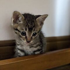 子猫の飼い主さん募集