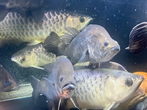 オーストラリアバラマンディ　熱帯魚　古代魚　大型魚