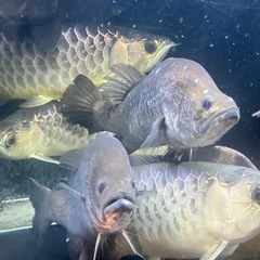 オーストラリアバラマンディ 熱帯魚 古代魚 大型魚