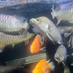 オーストラリアバラマンディ 熱帯魚 古代魚 大型魚