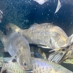 オーストラリアバラマンディ 熱帯魚 古代魚 大型魚