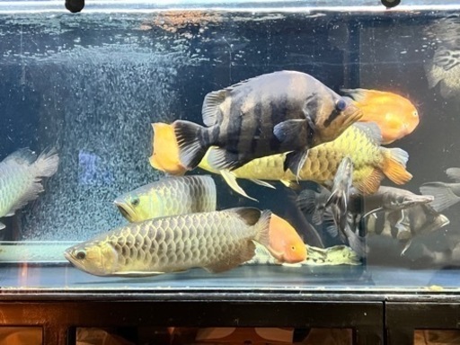 ダトニオプラスワン 熱帯魚 古代魚 大型魚
