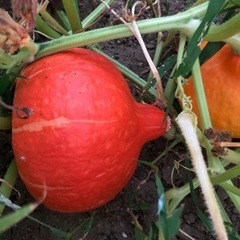 [お盆限定]無農薬　かぼちゃ　採れたて　202308124