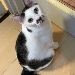 超甘えん坊！ケンちゃん1歳猫にもフレンドリー