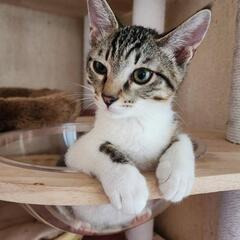 【里親様決定】ぱっちり目が綺麗なシロップちゃん♀　推定3ヶ月　兄妹２匹一緒での里親募集 - 猫