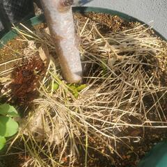 りんご　苗木　品種『王林』